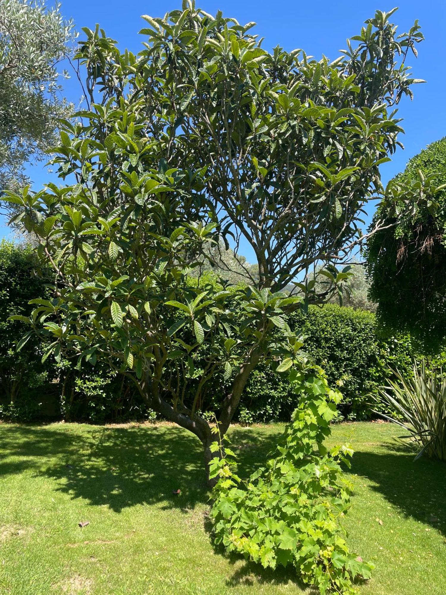 Le Clos Serein Le Beausset Buitenkant foto